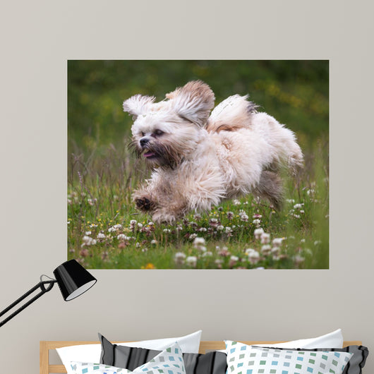 Flying Dog
