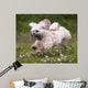 Flying Dog