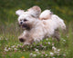 Flying Dog