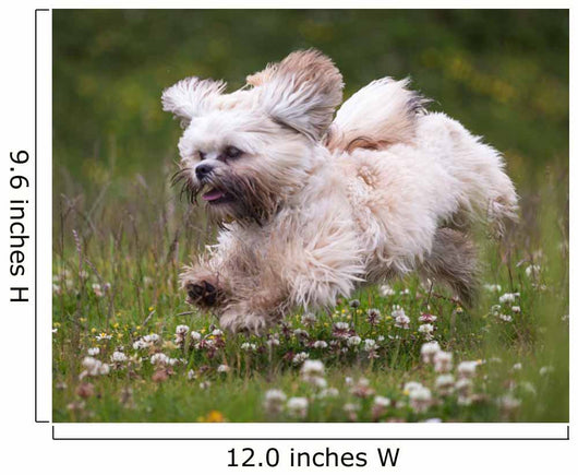 Flying Dog