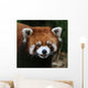 Red Panda Face Wall Decal