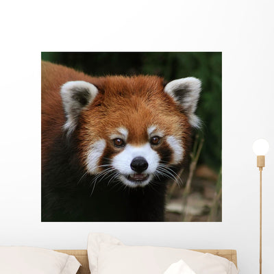Red Panda Face Wall Decal shown on a wall
