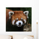 Red Panda Face Wall Decal