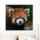 Red Panda Face Wall Decal