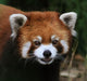 Red Panda Face Wall Decal