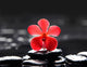 Spa Scene-macro Red Orchid