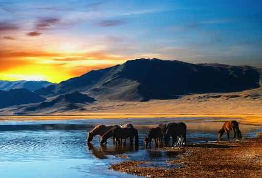 Herd Horses Mongolian Wilderness Wall Decal
