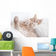 Cat Deep Sleep