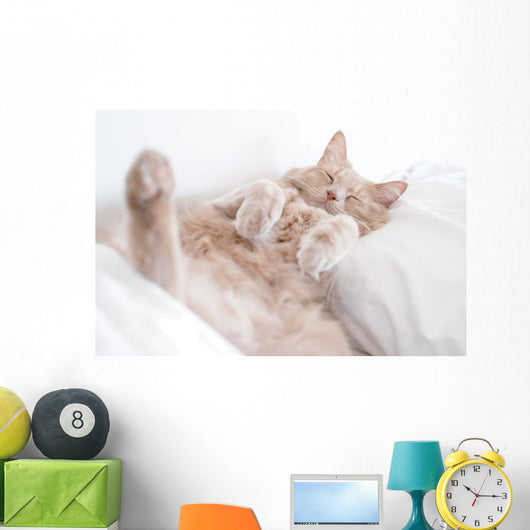 Cat Deep Sleep