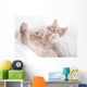 Cat Deep Sleep