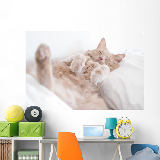 Cat Deep Sleep