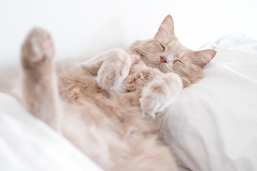 Cat Deep Sleep