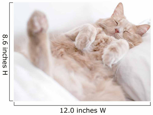 Cat Deep Sleep