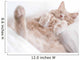 Cat Deep Sleep