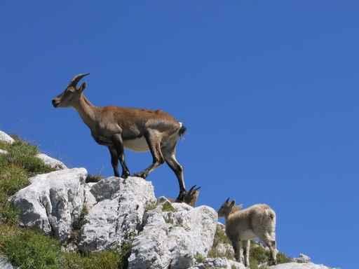 Ibex Vercors Wall Decal