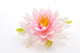 Lotus flower isolated white background Wall Mural