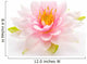 Lotus flower isolated white background Wall Mural