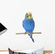 Budgie