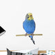 Budgie