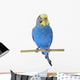 Budgie
