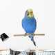 Budgie