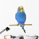Budgie