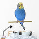 Budgie