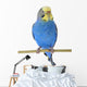 Budgie