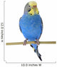 Budgie