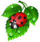Ladybug on Leaf Wall Decal