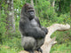 Gorilla Silverback Wall Decal