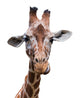 Portrait Giraffe