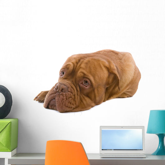 French Mastiff Dog White Wall Mural