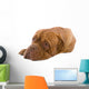 French Mastiff Dog White Wall Mural