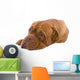 French Mastiff Dog White Wall Mural