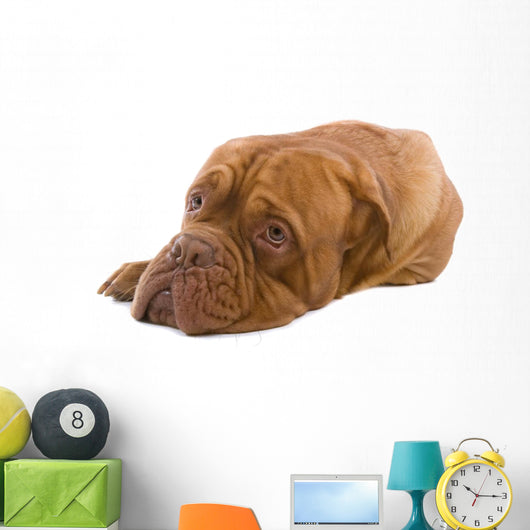 French Mastiff Dog White Wall Mural