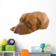 French Mastiff Dog White Wall Mural