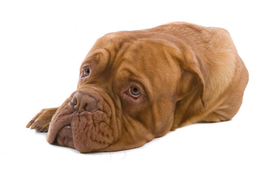 French Mastiff Dog White Wall Mural