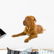 French Mastiff Dog White Wall Mural