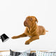 French Mastiff Dog White Wall Mural