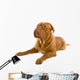 French Mastiff Dog White Wall Mural