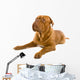 French Mastiff Dog White Wall Mural