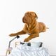 French Mastiff Dog White Wall Mural