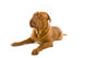 French Mastiff Dog White Wall Mural