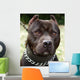 Pit Bull Terrier Wall Mural