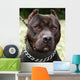 Pit Bull Terrier Wall Mural