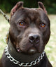 Pit Bull Terrier Wall Mural