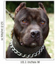 Pit Bull Terrier Wall Mural