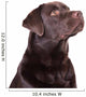 Chocolate Labrador