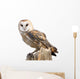 Barn Owl